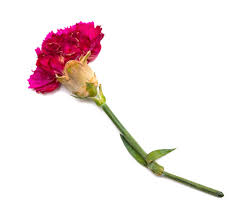 70+ Wilted Plant Carnation Pink Flower ...